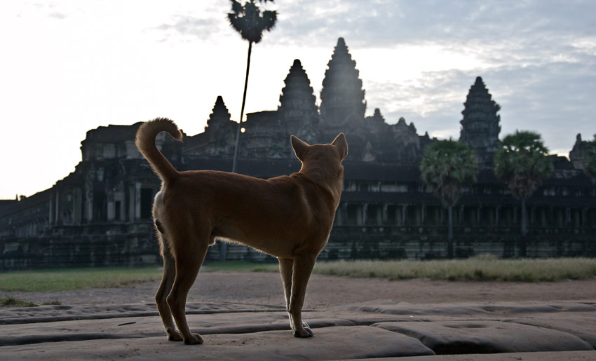 Hund vor Angkor Wat