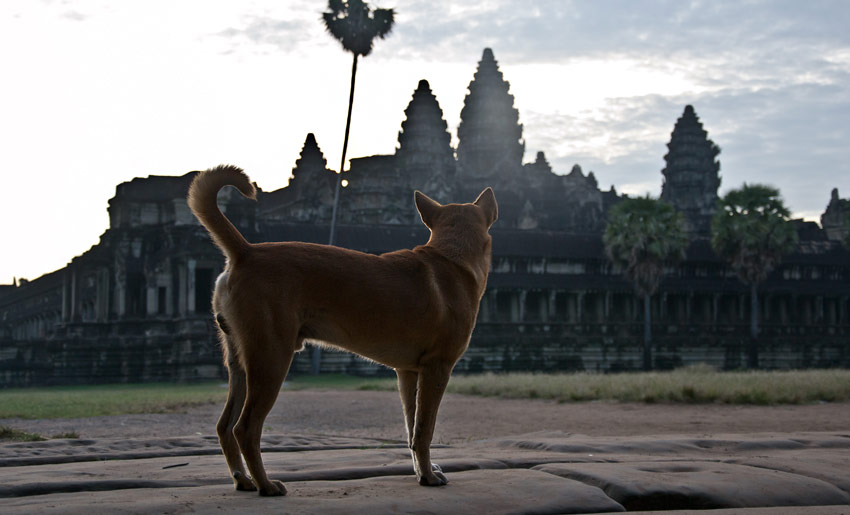 hund-angkor-wat