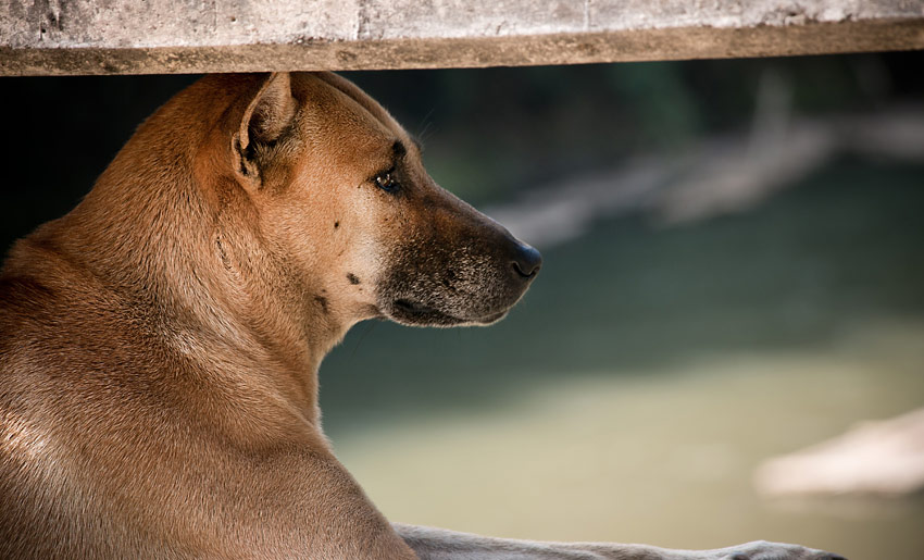 hund-chiangmai