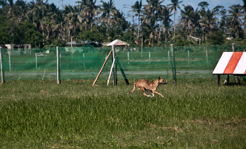 hund-kalibo-flughafen