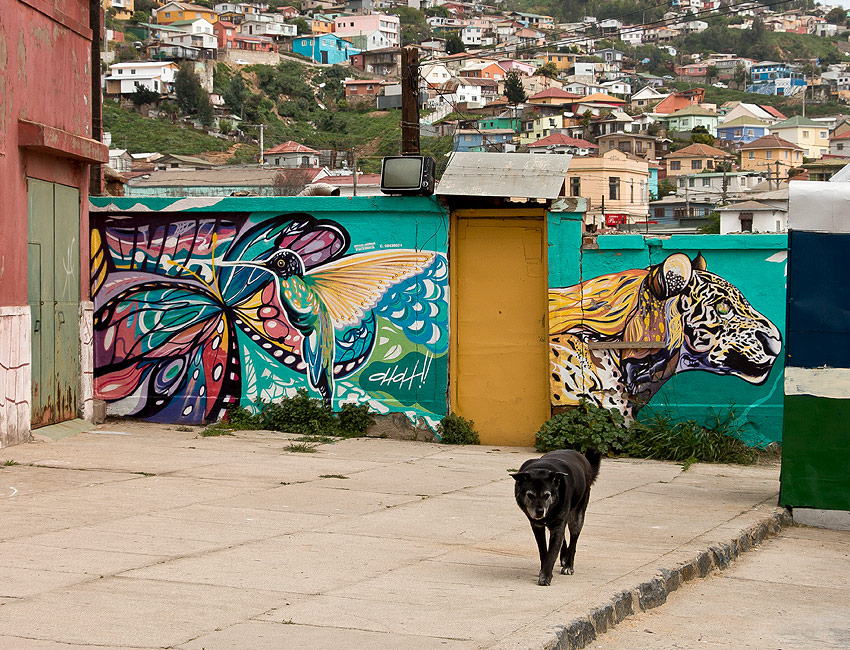 hund-valparaiso-stadt