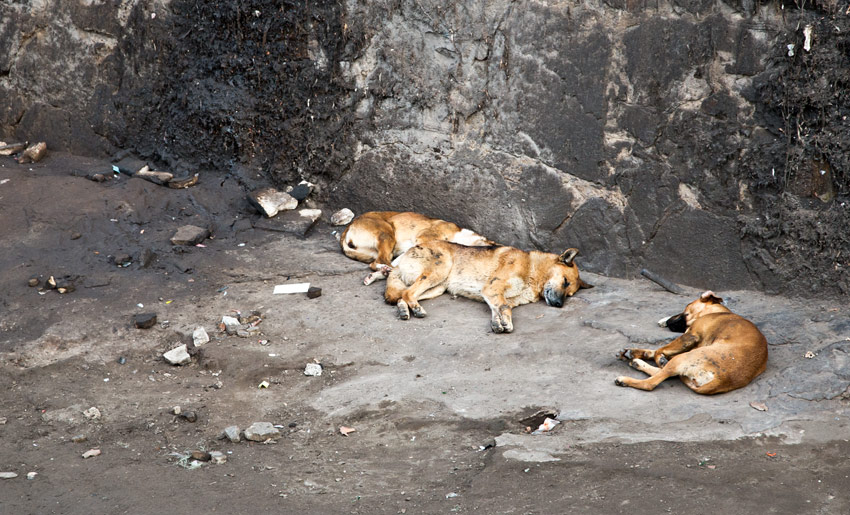 hunde-santiago-fluss