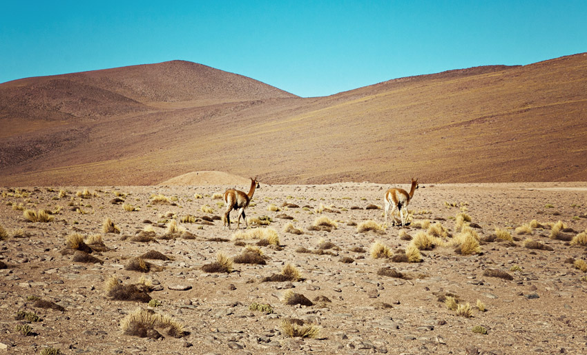 Vikunjas in der Atacamawüste