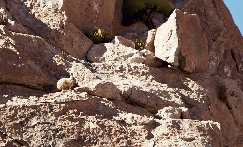 Viscacha in der Atacamawüste