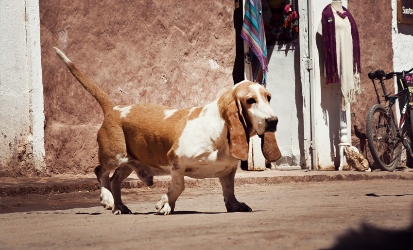 Hund in San Pedro de Atacama