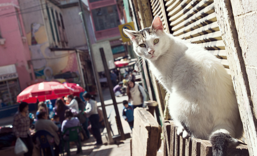 Katze in Valparaíso