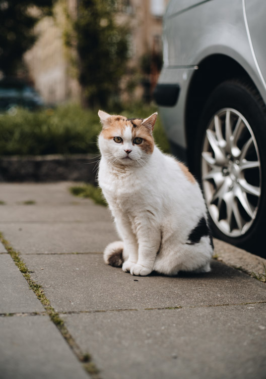 Katze in Stuttgart